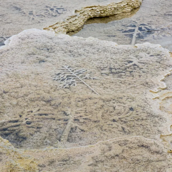 Bernard Crampon Photography - Yellowstone National Park