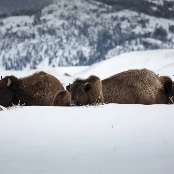 Bernard Crampon Photography - Yellowstone National Park