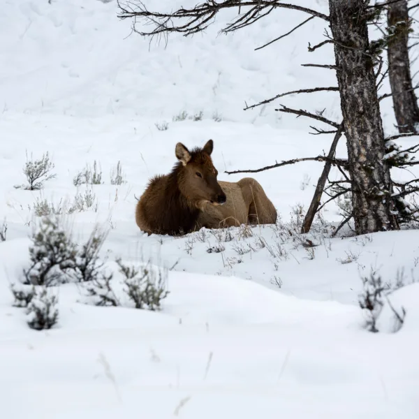Bernard Crampon Photography - Yellowstone National Park