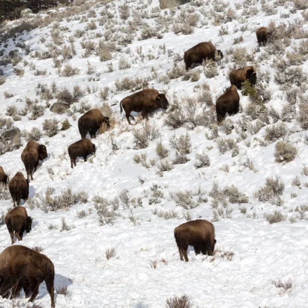 Bernard Crampon Photography - Yellowstone National Park