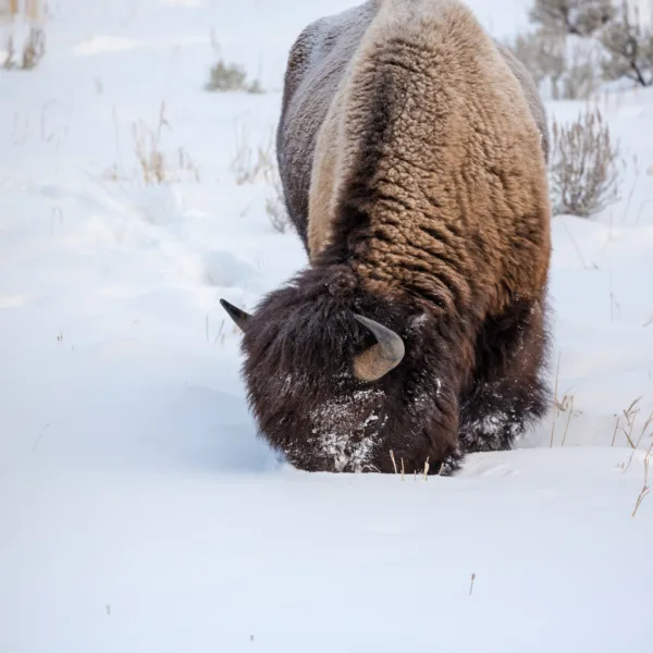 Bernard Crampon Photography - Yellowstone National Park