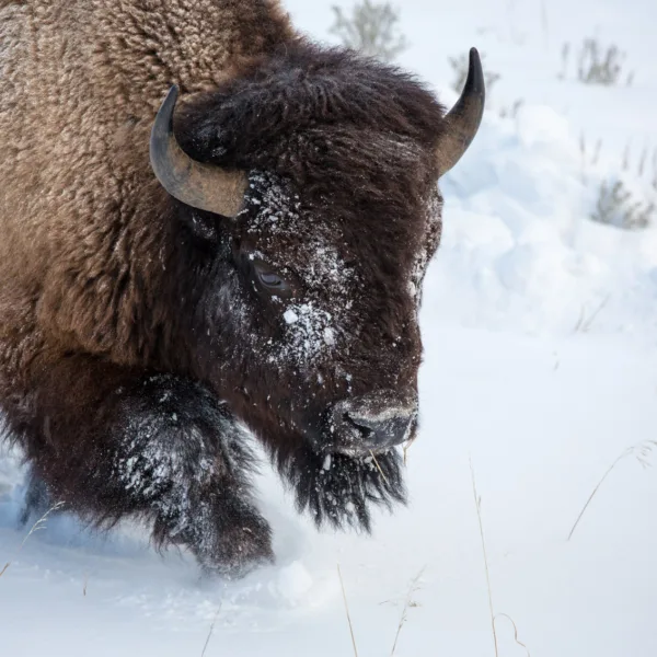Bernard Crampon Photography - Yellowstone National Park