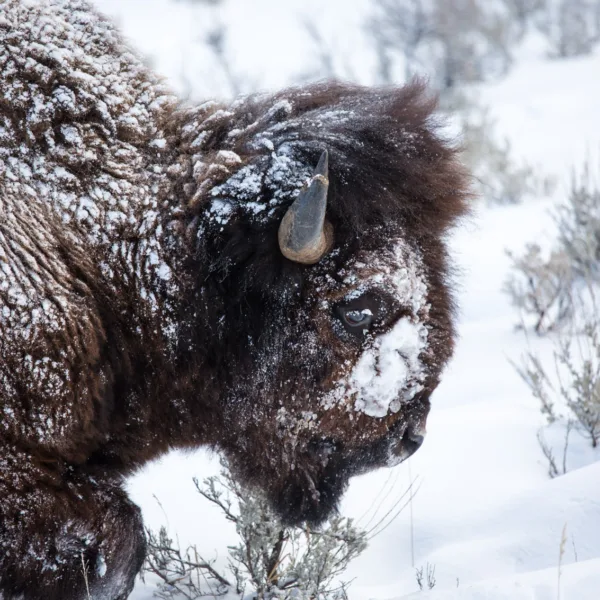 Bernard Crampon Photography - Yellowstone National Park