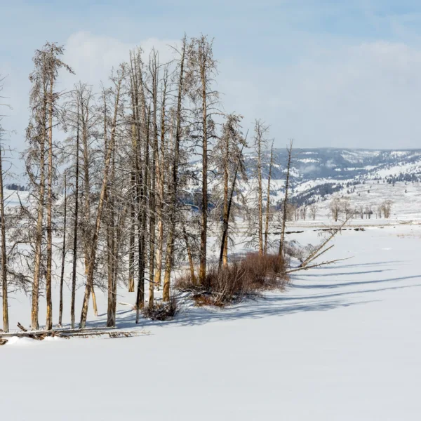 Bernard Crampon Photography - Yellowstone National Park