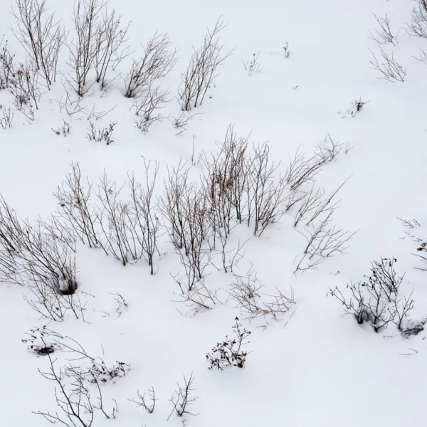 Bernard Crampon Photography - Yellowstone National Park
