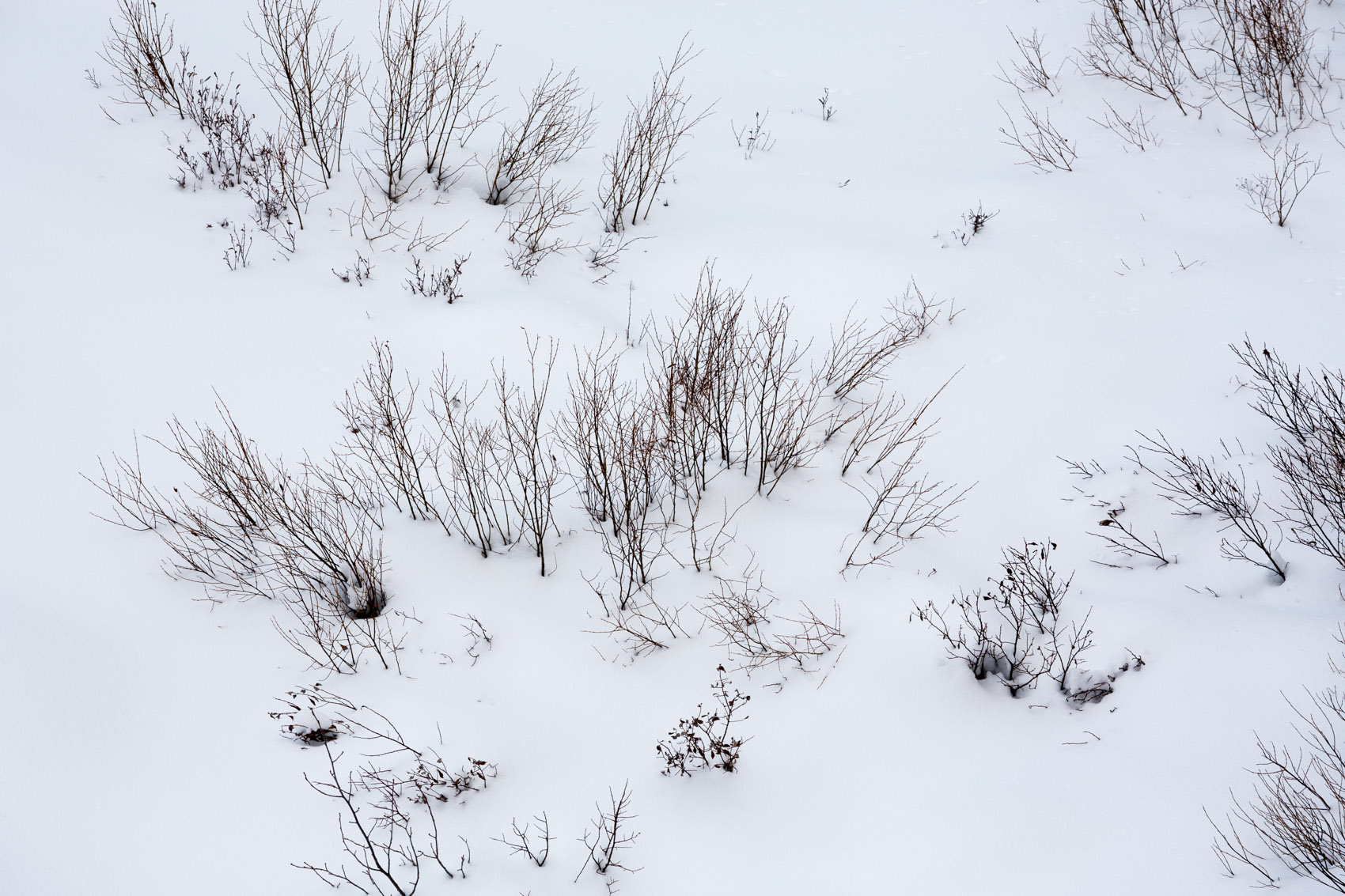 Bernard Crampon Photography - Yellowstone National Park
