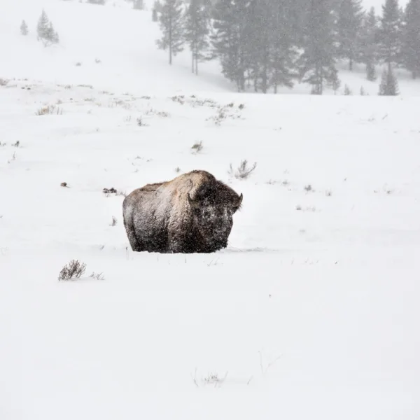 Bernard Crampon Photography - Bisons