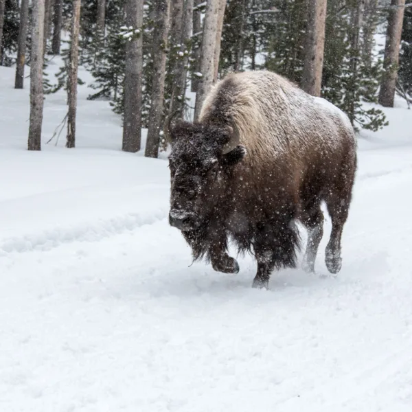 Bernard Crampon Photography - Yellowstone National Park