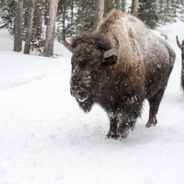 Bernard Crampon Photography - Yellowstone National Park