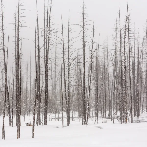 Bernard Crampon Photography - Yellowstone National Park