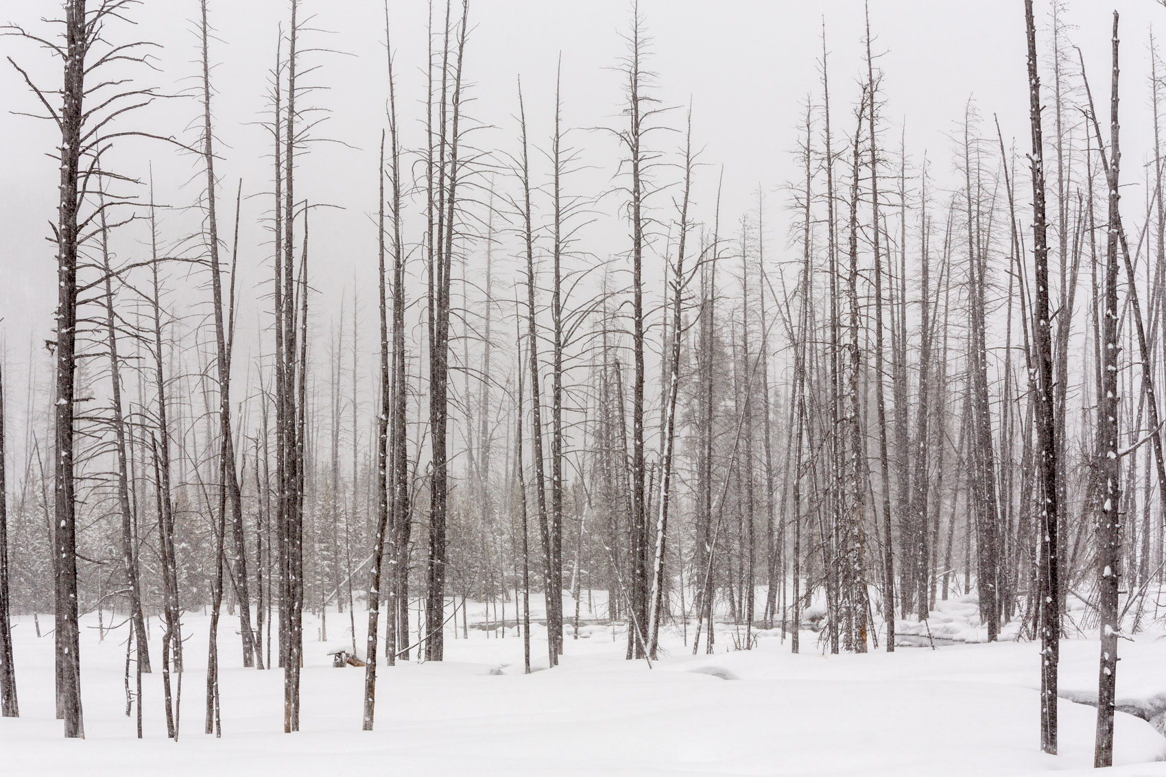Bernard Crampon Photography - Yellowstone National Park