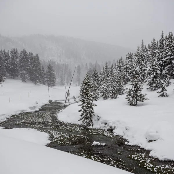 Bernard Crampon Photography - Yellowstone National Park