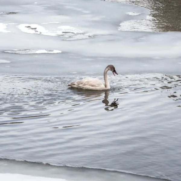 Bernard Crampon Photography - Yellowstone National Park