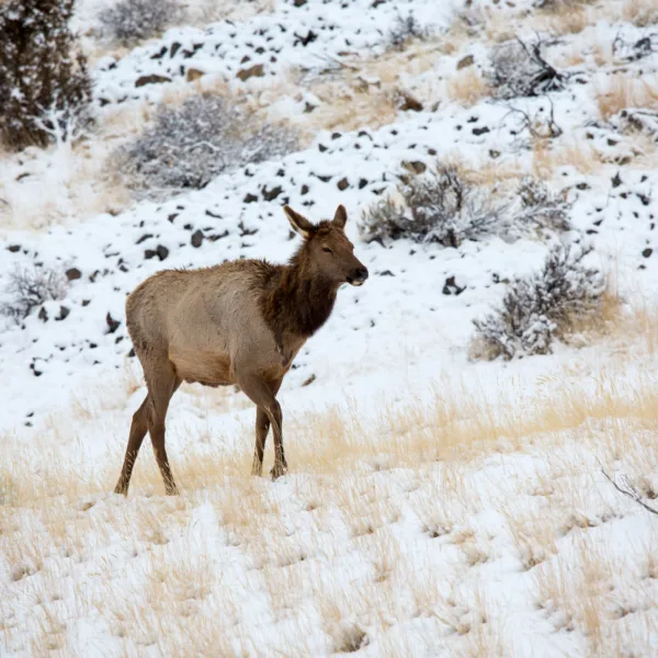 Bernard Crampon Photography - Yellowstone National Park