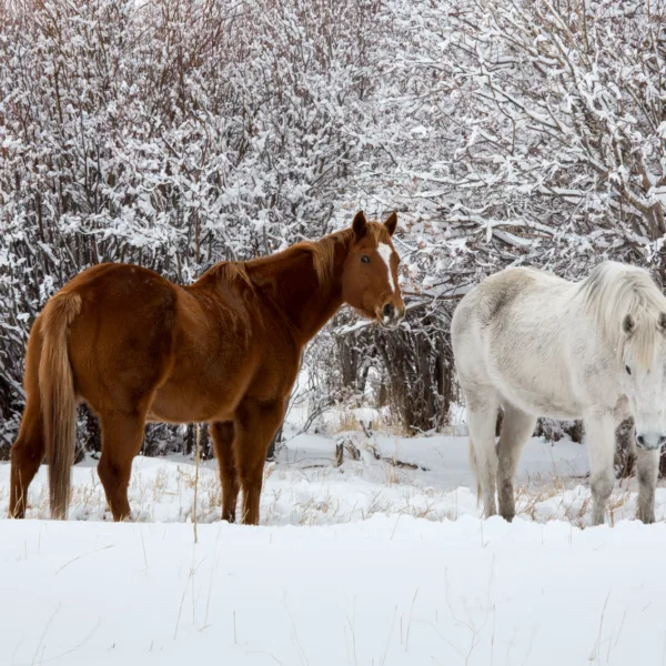 Bernard Crampon Photography - 2013 01 31 Yellowstone_0080