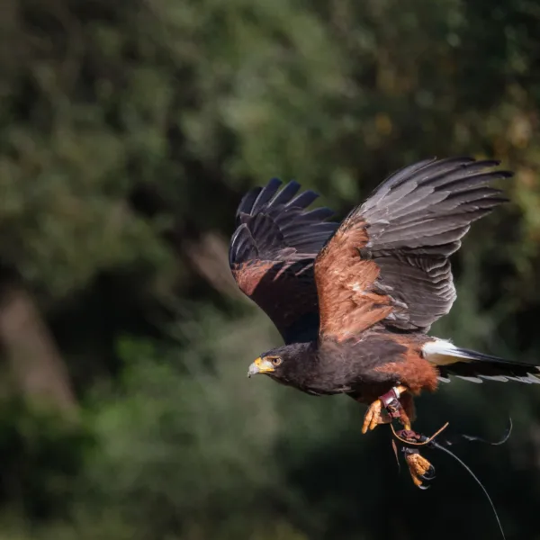 Bernard Crampon Photography - Birds of prey