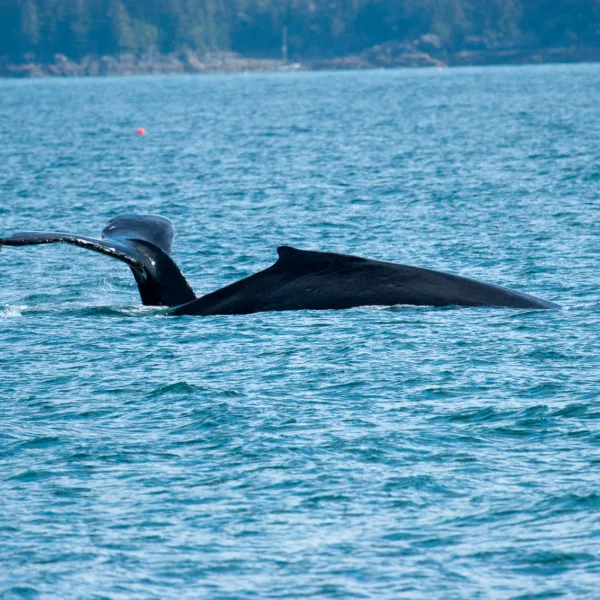 Bernard Crampon Photography - Whales
