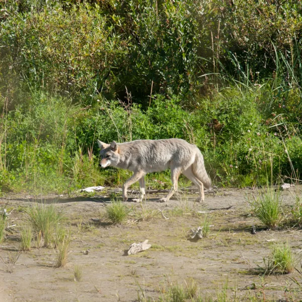 Bernard Crampon Photography - DNG-2005-08-13-Alaska_1415