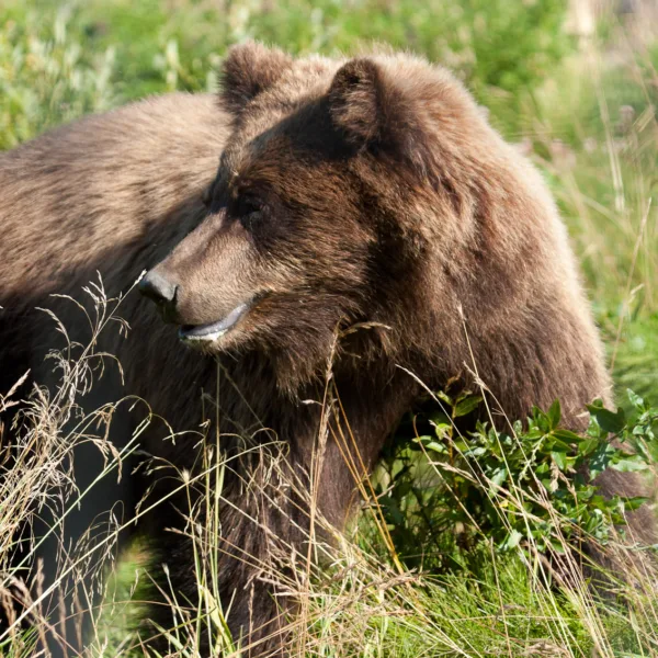 Bernard Crampon Photography - DNG-2005-08-13-Alaska_1425