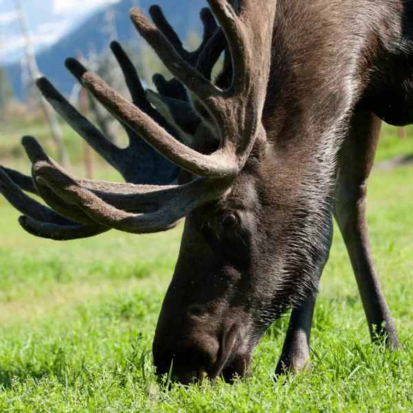 Bernard Crampon Photography - DNG-2005-08-13-Alaska_1480