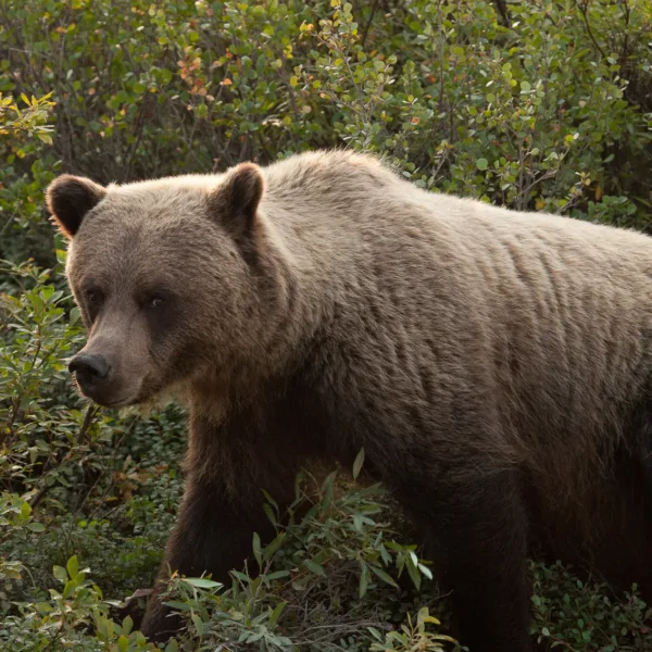 Bernard Crampon Photography - Bears