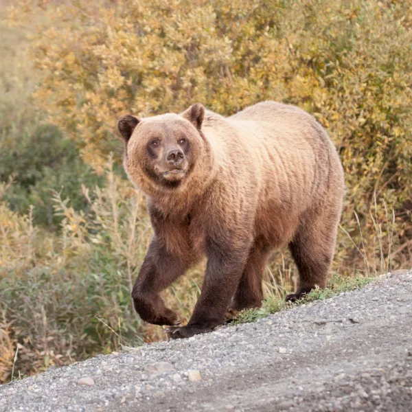 Bernard Crampon Photography - DNG-2005-08-15-Alaska_1718
