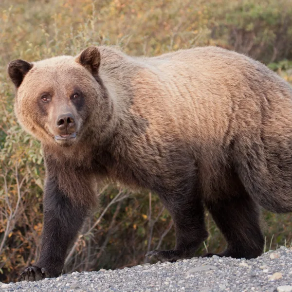 Bernard Crampon Photography - DNG-2005-08-15-Alaska_1722
