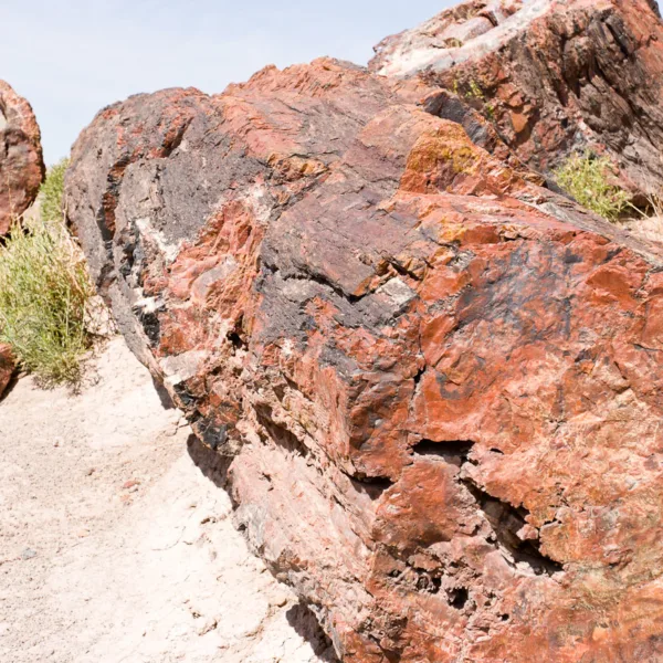 Bernard Crampon Photography - DNG 2006 07 02 Petrified Forest_8702