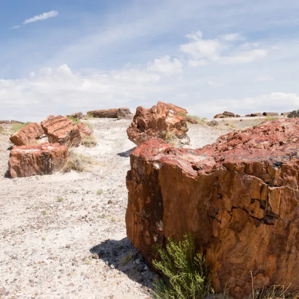 Bernard Crampon Photography - DNG 2006 07 02 Petrified Forest_8706