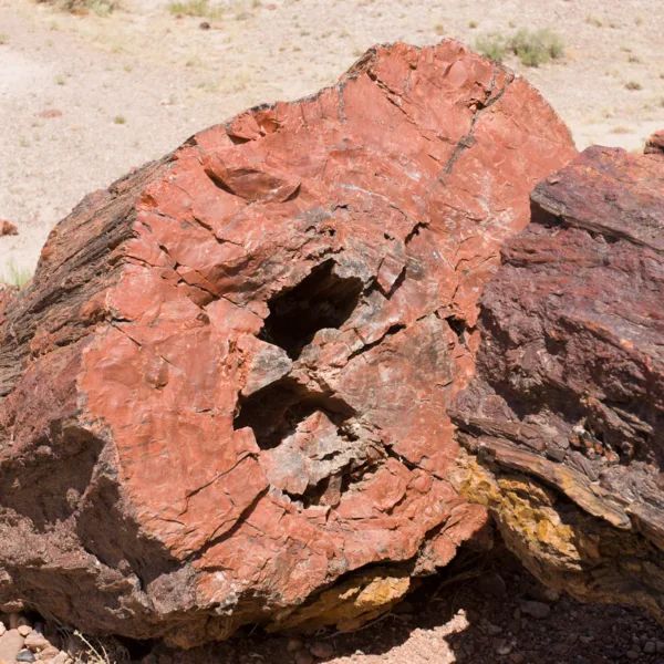 Bernard Crampon Photography - DNG 2006 07 02 Petrified Forest_8712