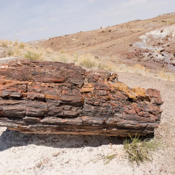 Bernard Crampon Photography - DNG 2006 07 02 Petrified Forest_8715