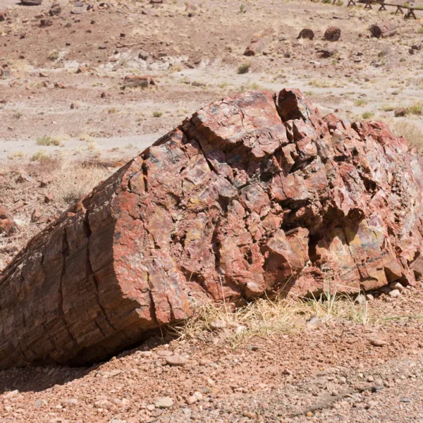 Bernard Crampon Photography - DNG 2006 07 02 Petrified Forest_8720