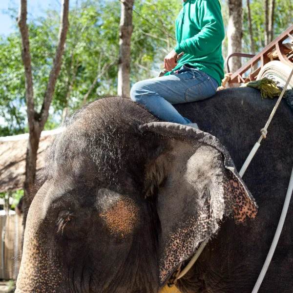Bernard Crampon Photography - Elephant Treck