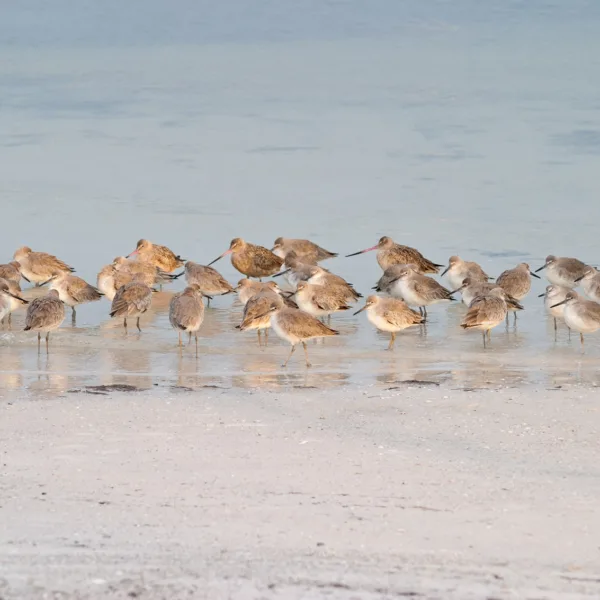 Bernard Crampon Photography - Birds