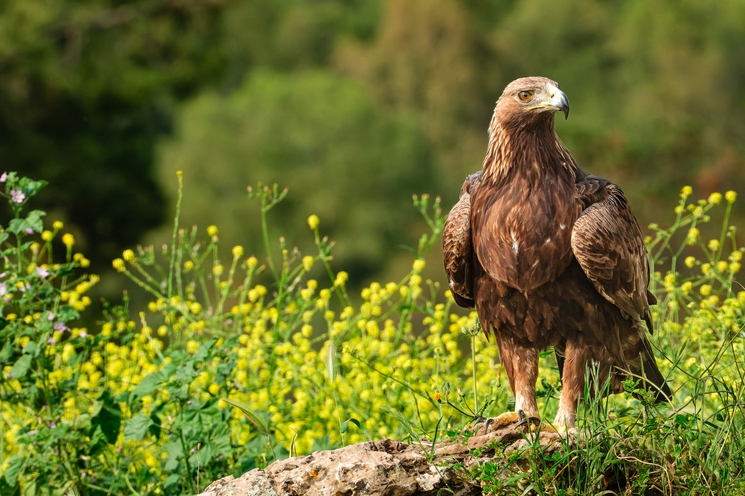 Bernard Crampon Photography - 2024-04-19 Hide 01_0776-RAF_DxO_DeepPRIME